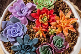 ����ֲ��